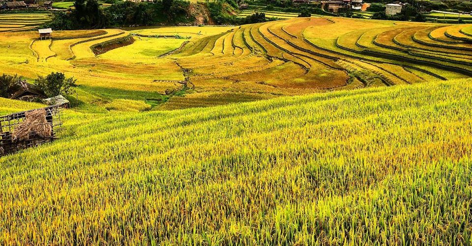 Mu Cang Chai in September Mucangchai6 What to see in Mu Cang Chai