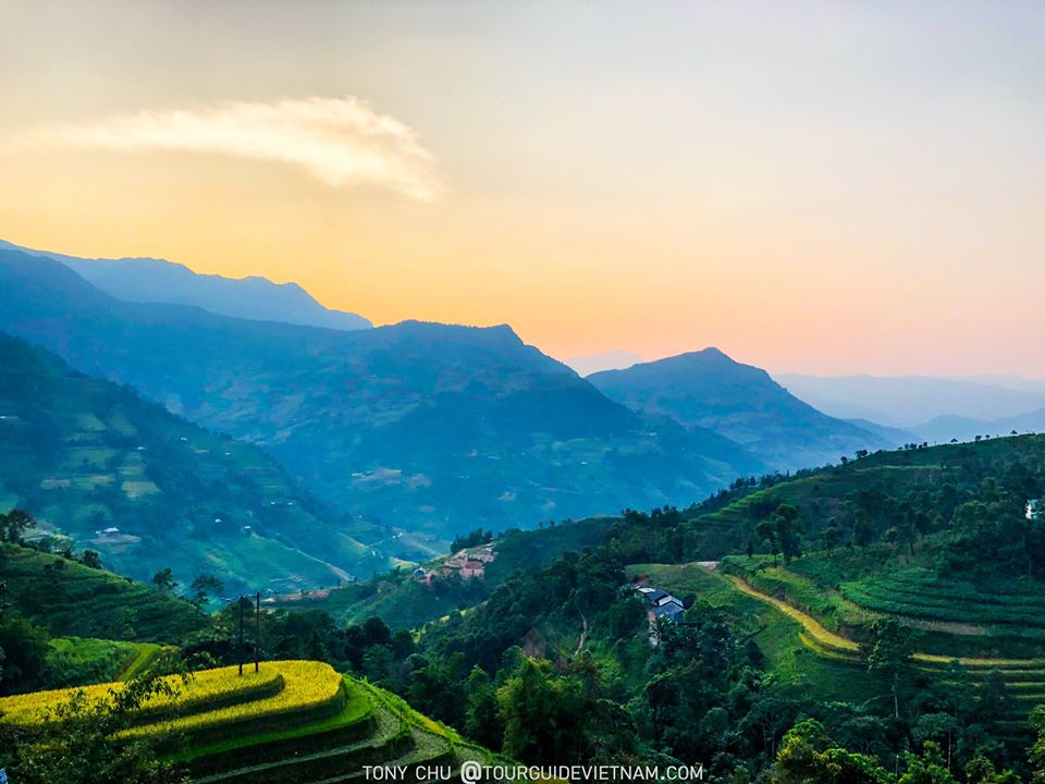 hoàng su phì mùa lúa chín Bản Phùng hoàng su phì mùa lúa chín Bản Phùng