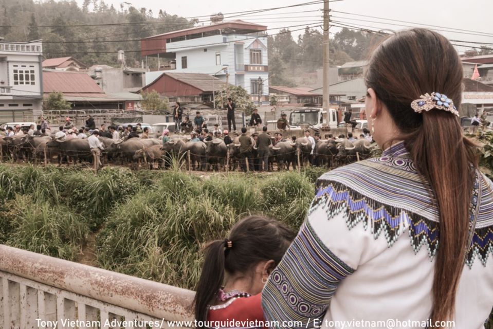 Cattle and Poultry Bacha14 Bac Ha Market Guide on Sunday