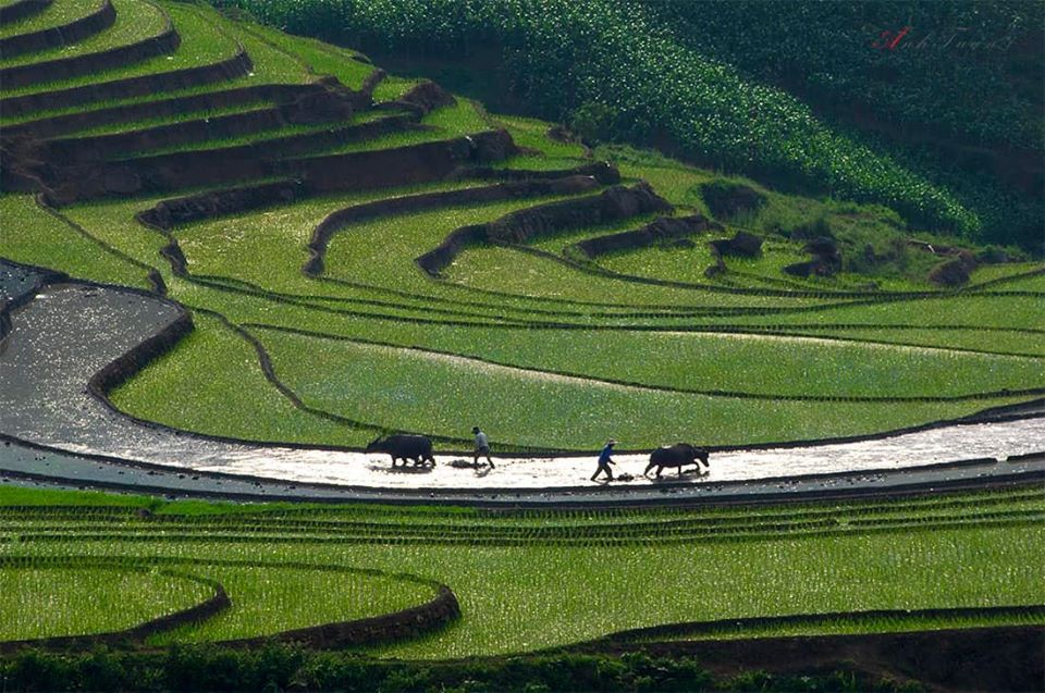 Visit Sapa rice terraced fields Visit Sapa rice terraced fields
